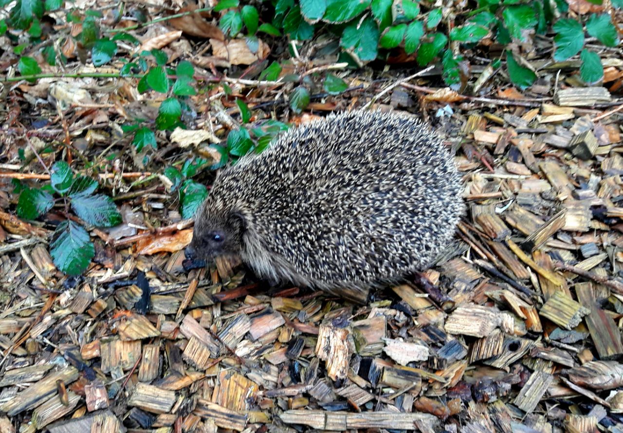 Igel